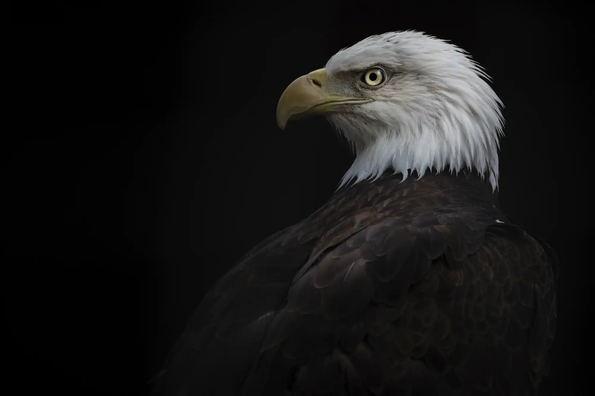 Bald eagle