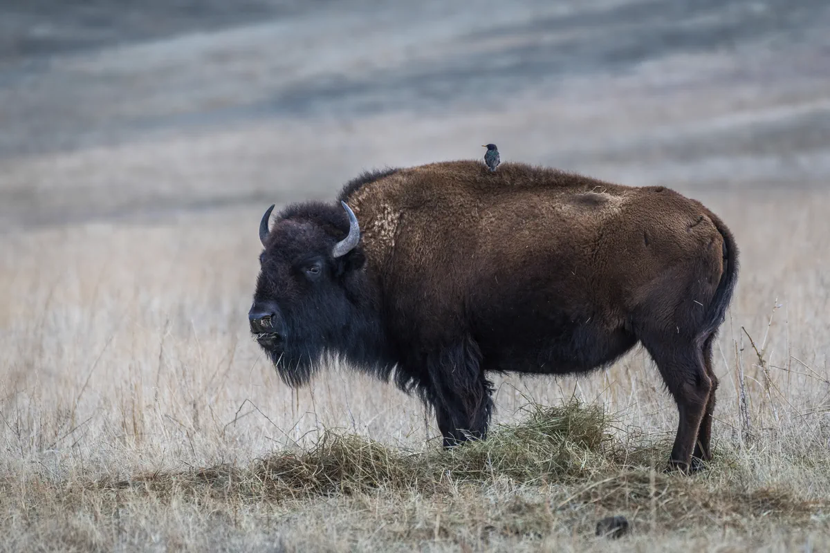 Bison Bison: Copyright Hawk Buckman