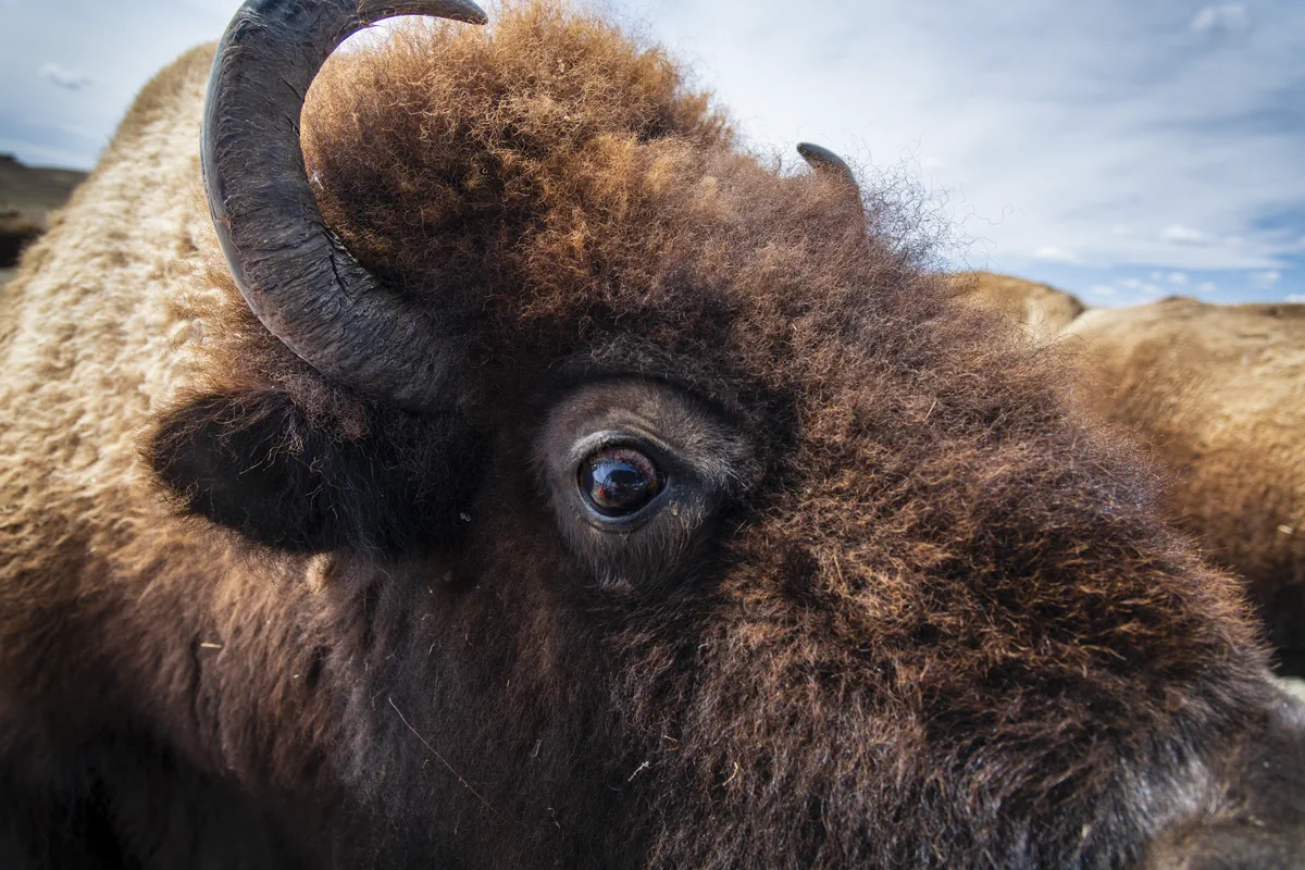 Bison Bison: Copyright Hawk Buckman