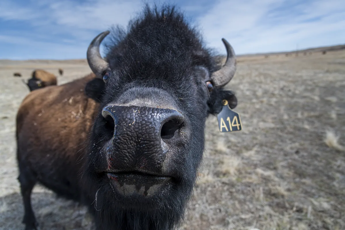 Bison Bison: Copyright Hawk Buckman