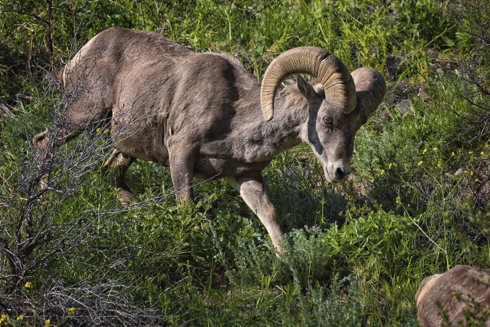 Copyright 2017 Hawk Buckman