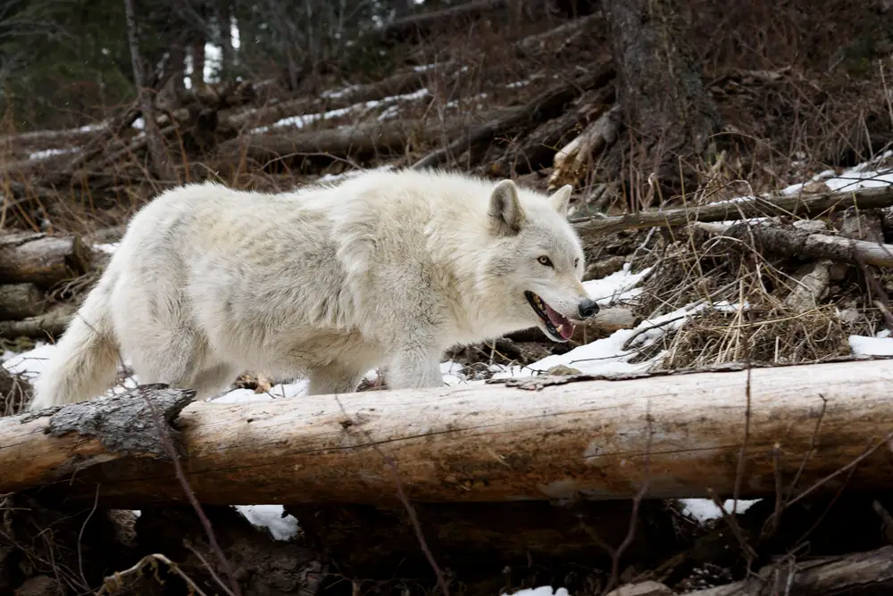 Arctic Wolf: Copyright 2018 Hawk Buckman