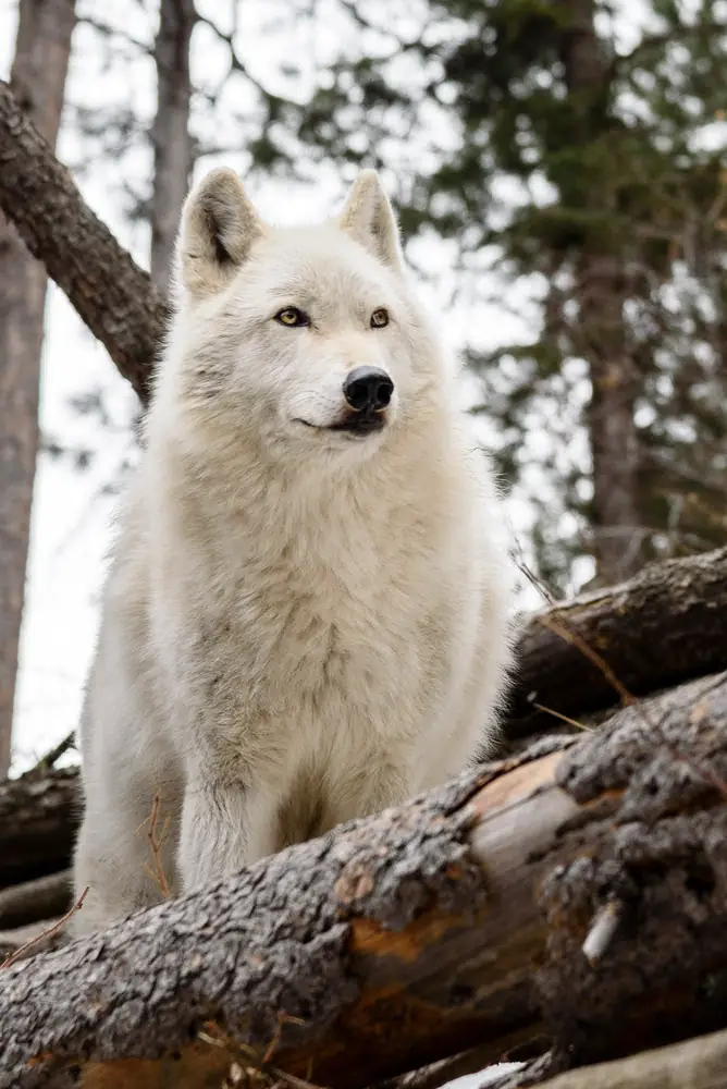 Arctic Wolf: Copyright 2018 Hawk Buckman