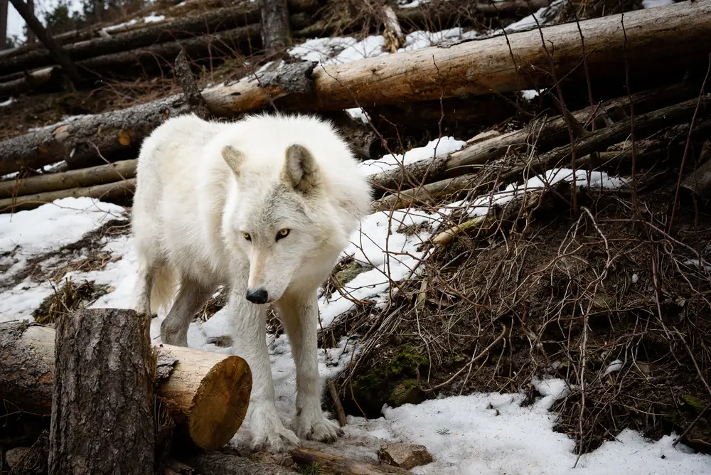 Arctic Wolf: Copyright 2018 Hawk Buckman
