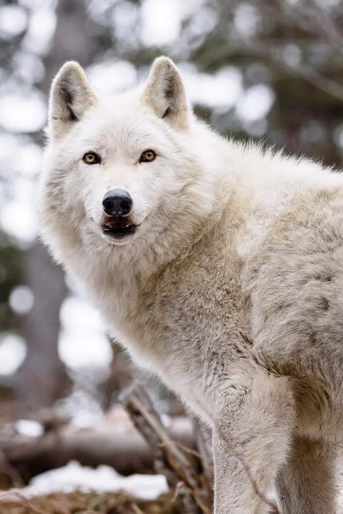Arctic Wolf: Copyright 2018 Hawk Buckman