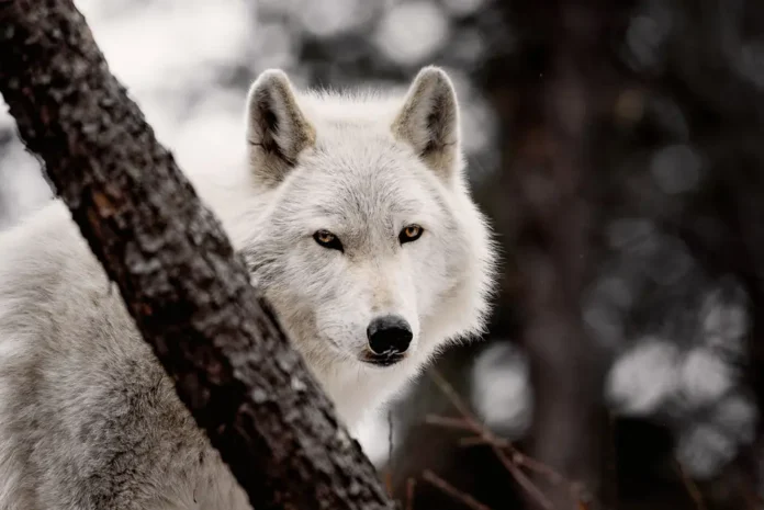 Arctic Wolf: Copyright 2018 Hawk Buckman