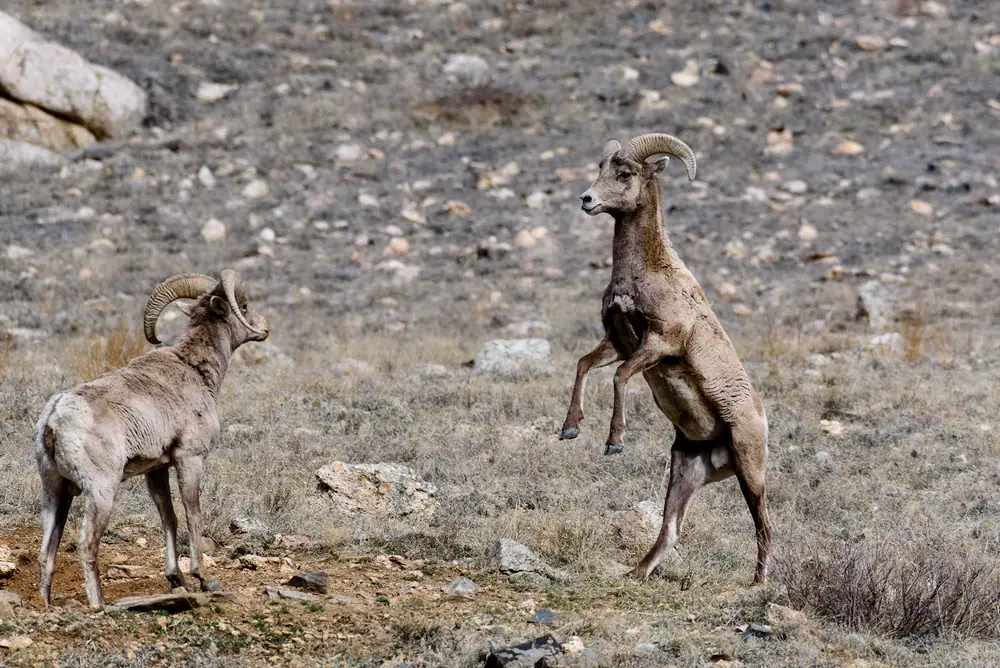 Copyright 2017 Hawk Buckman