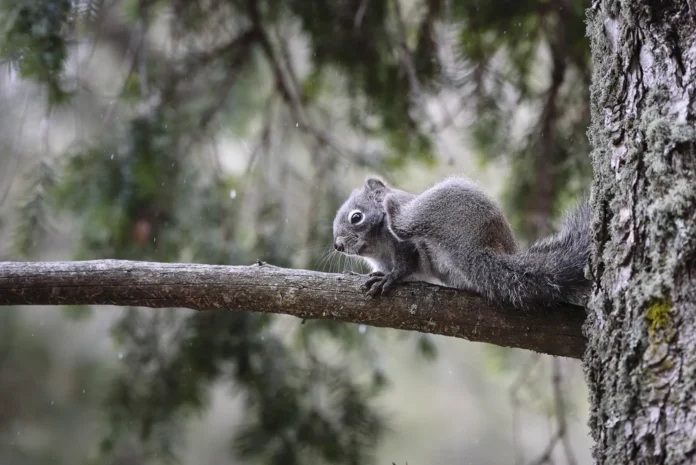 Red squirrel aka Pine squirrel (Tamiasciurus hudsonicus). Copyright Hawk Buckman