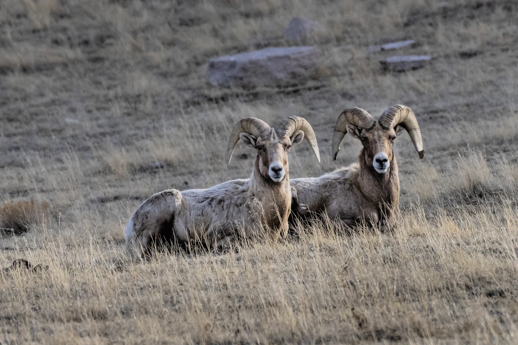 Copyright 2017 Hawk Buckman