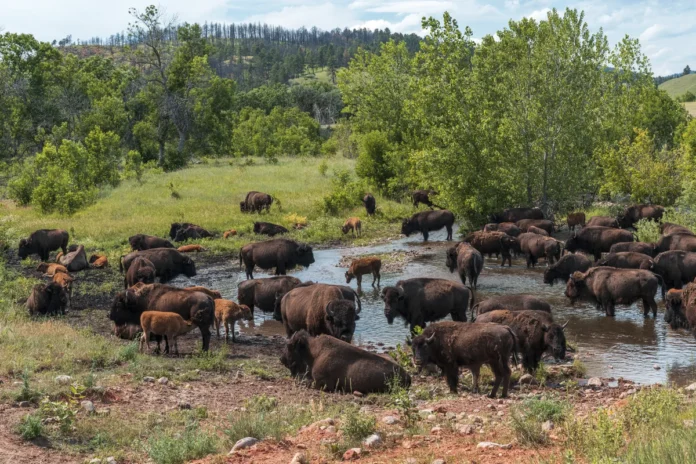 Bison Bison: Copyright Hawk Buckman Bison Bison: Copyright Hawk Buckman