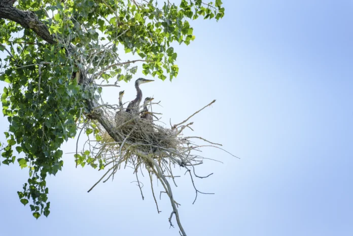 Copyright 2017 Hawk Buckman