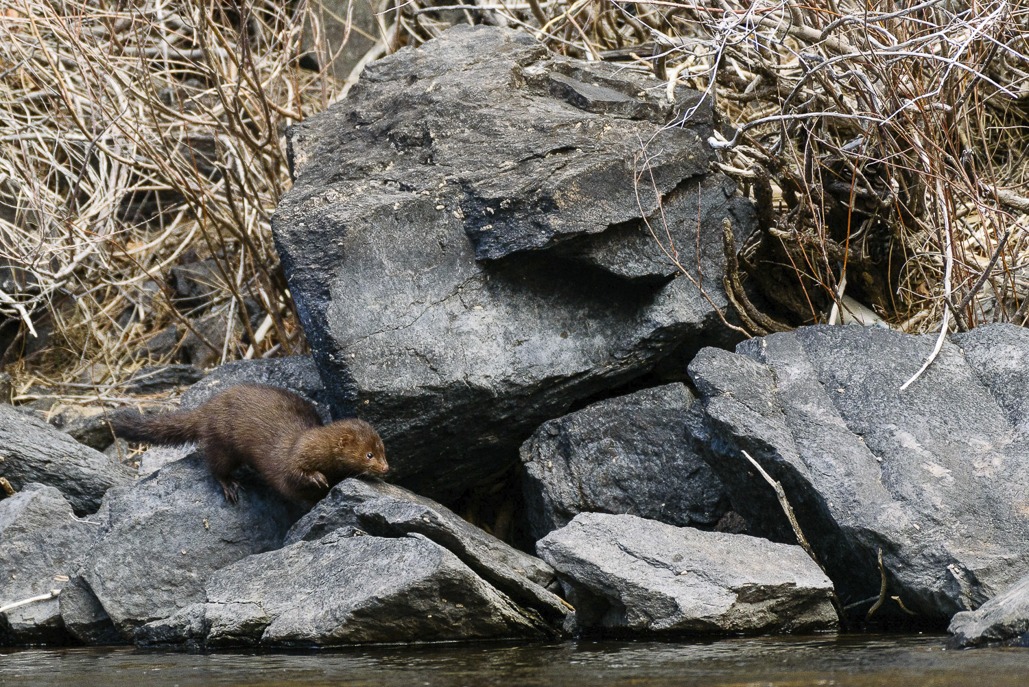 American Mink. Copyright 2025 Hawk Buckman