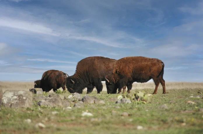 Bison Bison: Copyright Hawk Buckman