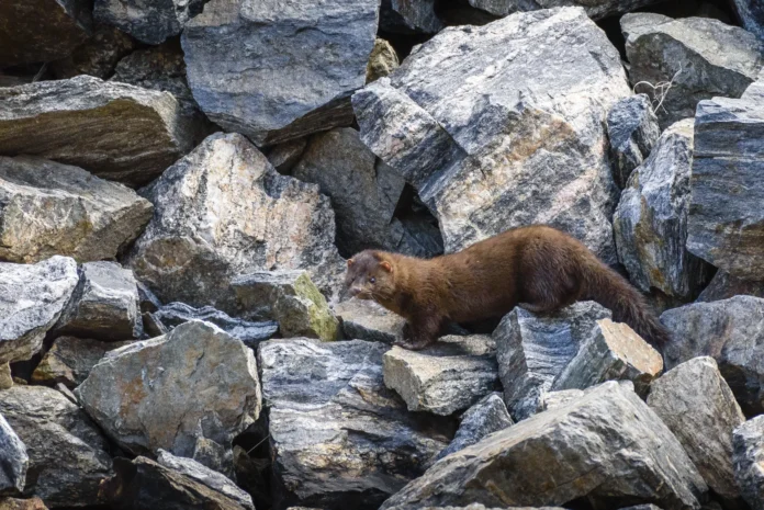 American mink (Neogale vison). Copyright 2017 Hawk Buckman