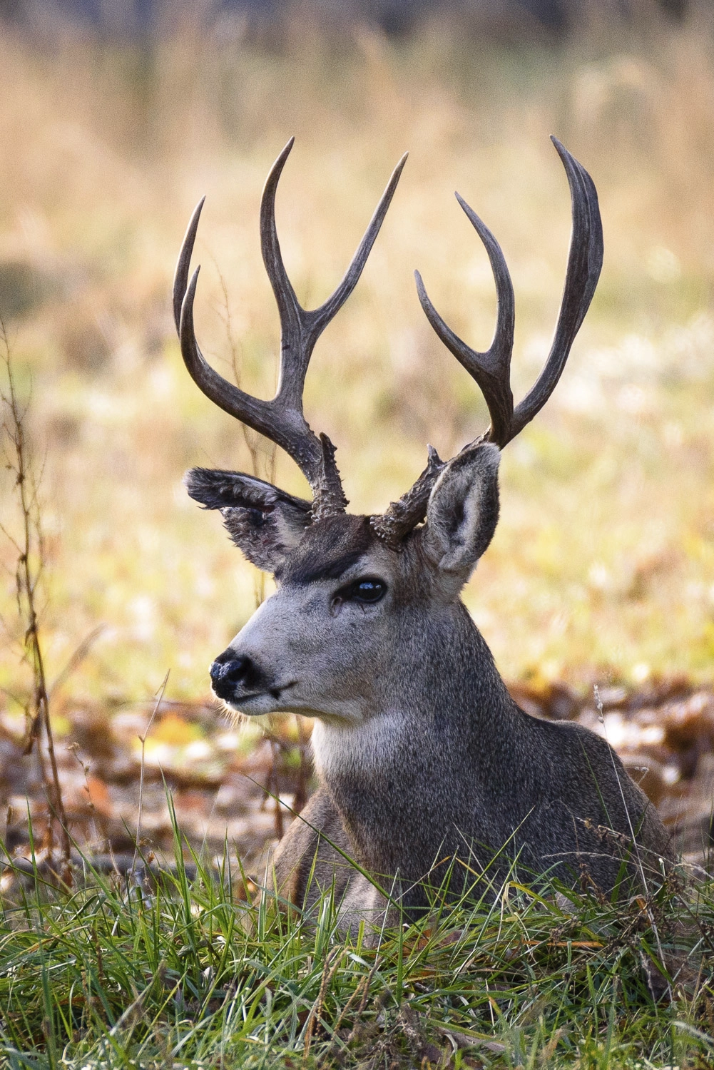 Male mule deer Copyright 2017 Hawk Buckman