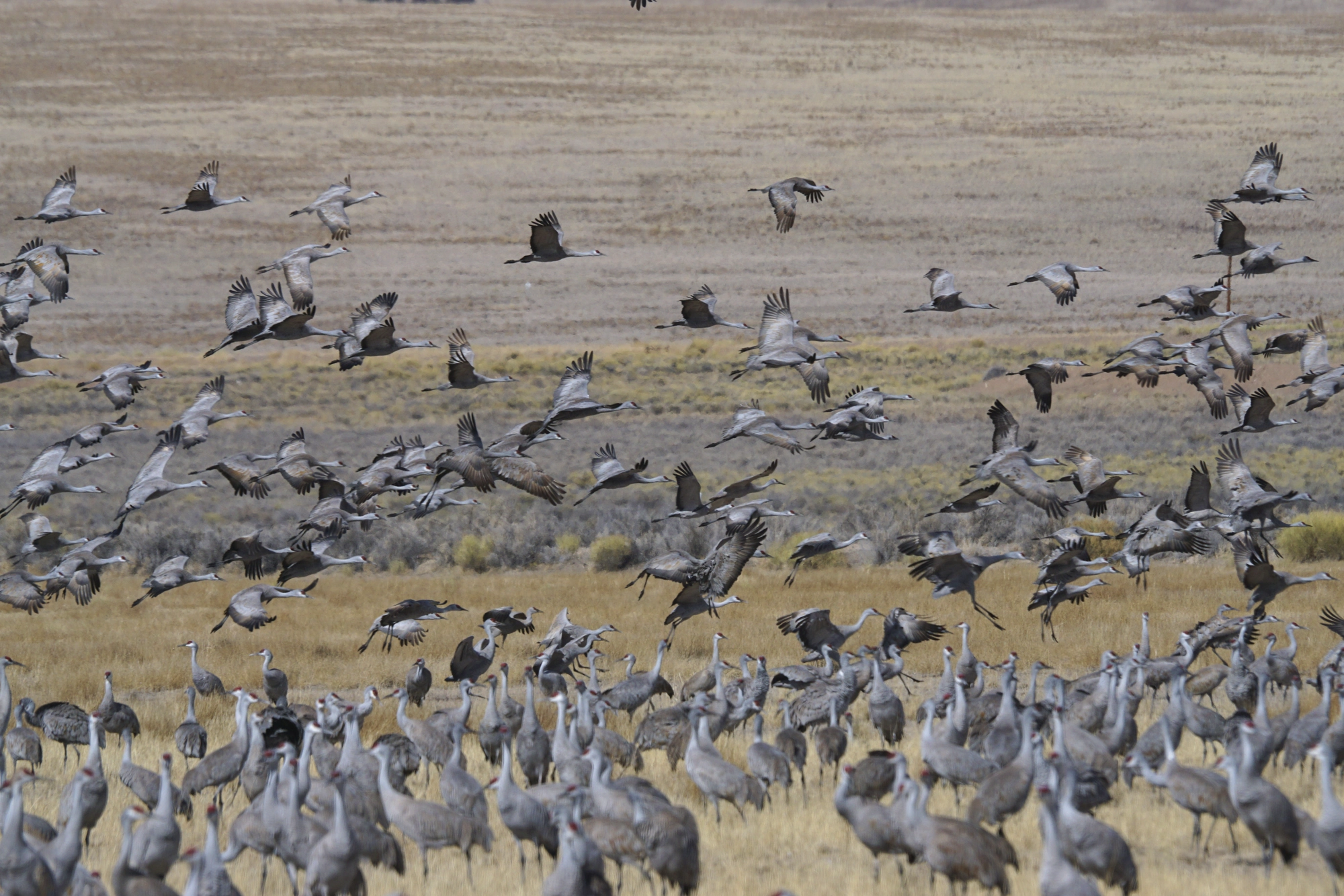 Sandhill cranes: Copyright 2025 Issy Rodriguez
