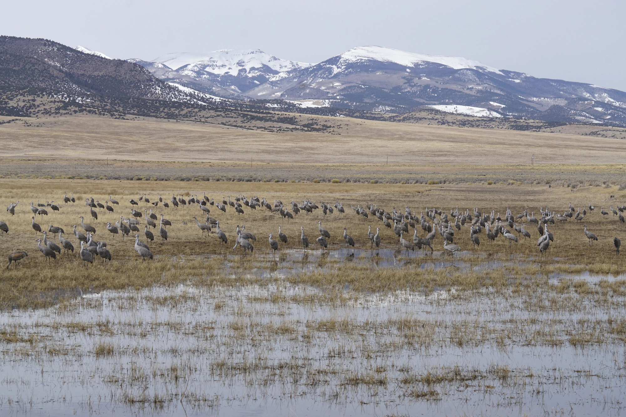 Sandhill cranes: Copyright 2025 Issy Rodriguez