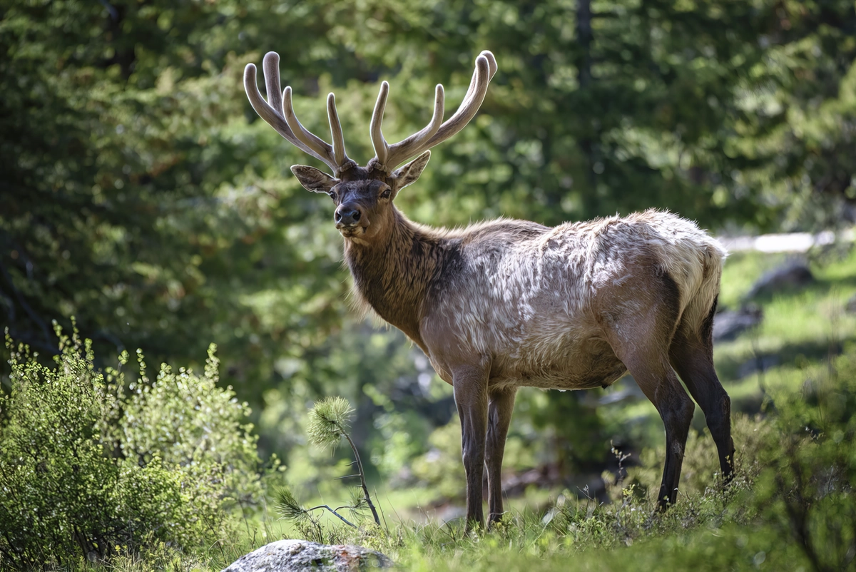 Cervus canadensis nelsoni—the Rocky Mountain elk: Copyright 2018 Hawk Buckman
