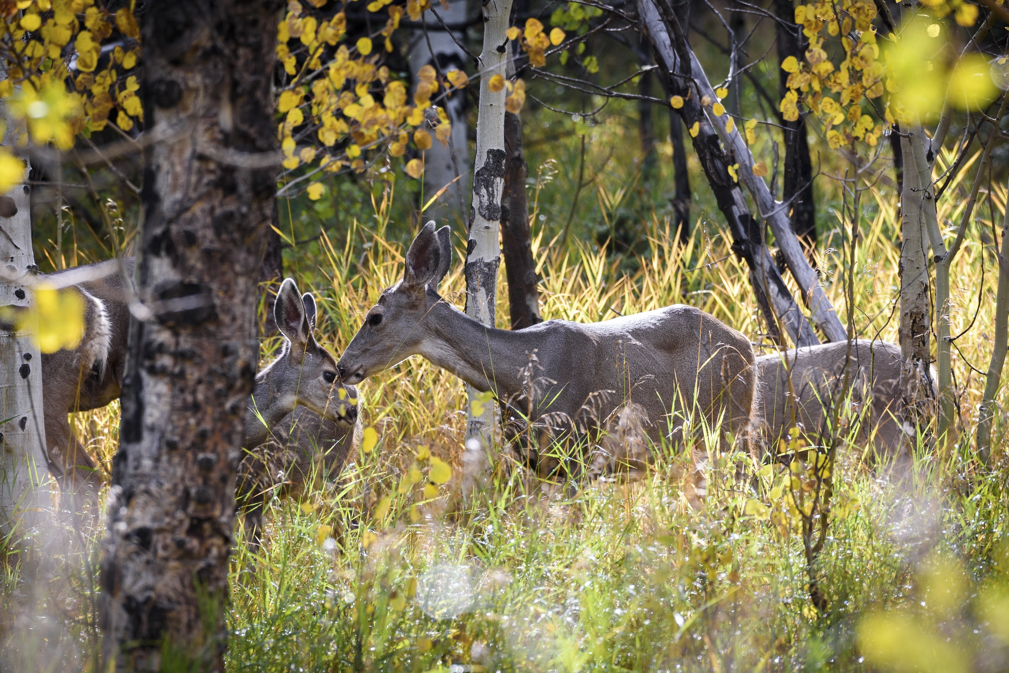 Female mule deer and fawn Copyright 2018 Hawk Buckman