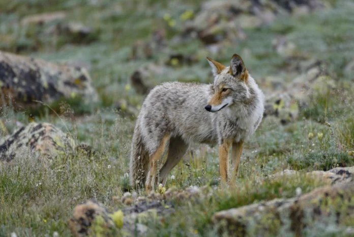 Alpine Coyote Copyright 2018 Hawk Buckman