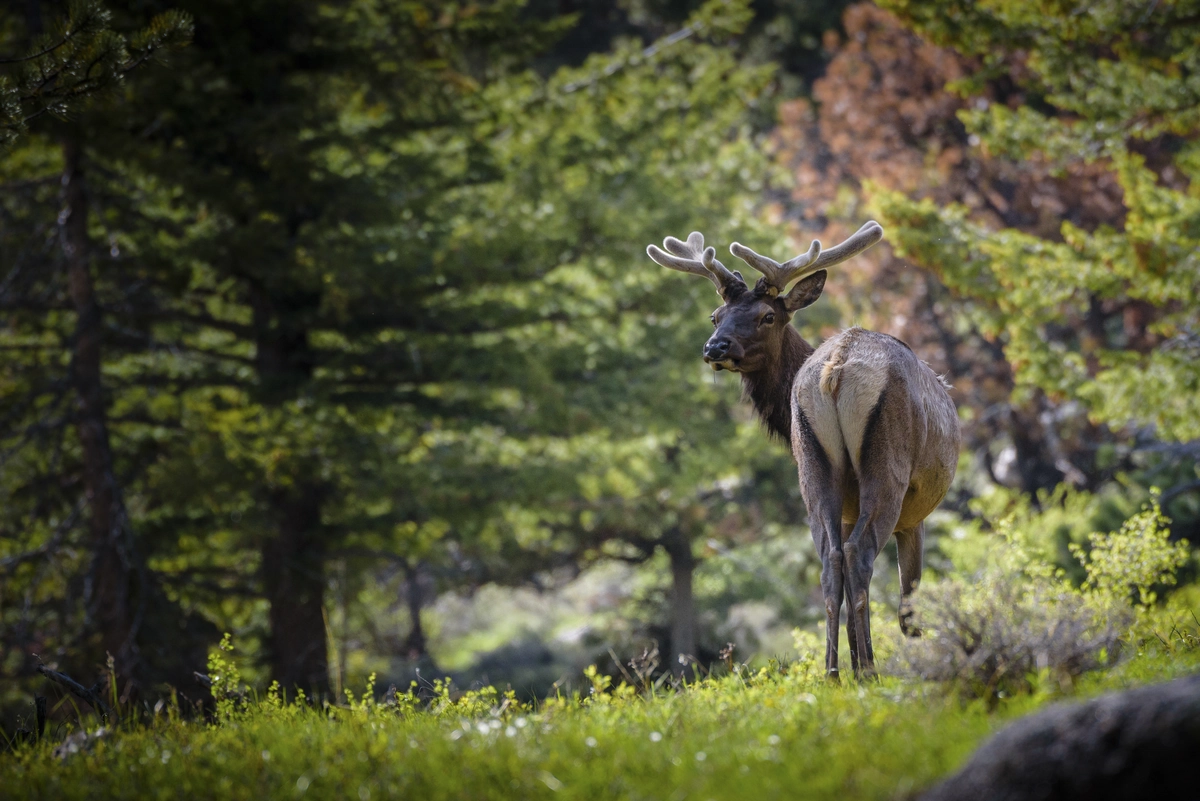 Cervus canadensis nelsoni—the Rocky Mountain elk: Copyright 2018 Hawk Buckman