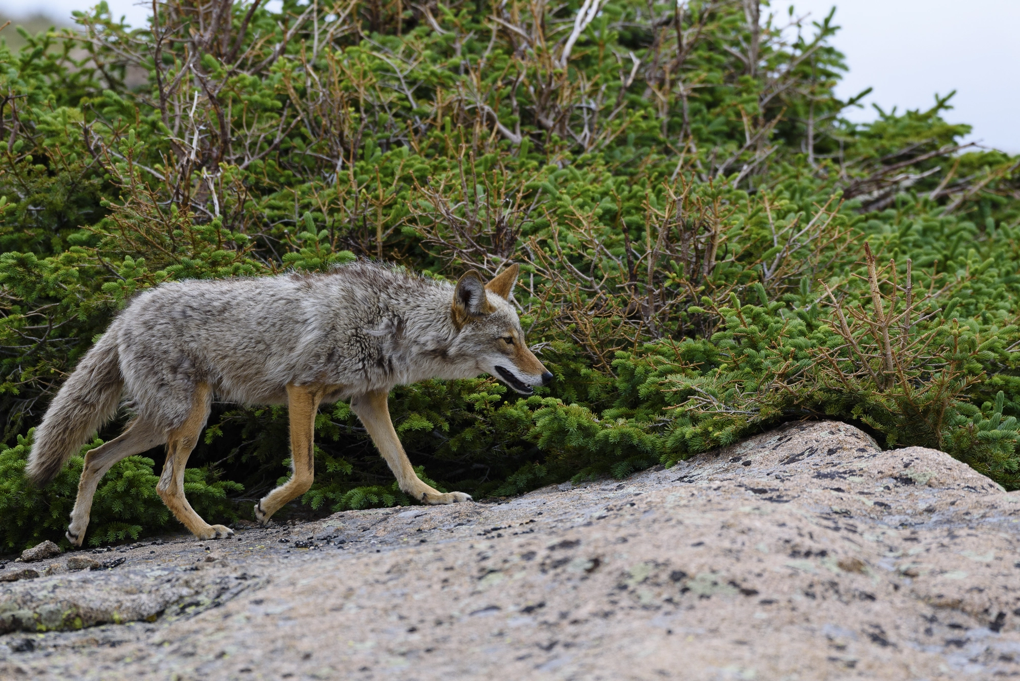 Alpine Coyote Copyright 2018 Hawk Buckman