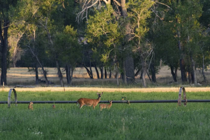 Female mule deer and fawns Copyright 2018 Hawk Buckman