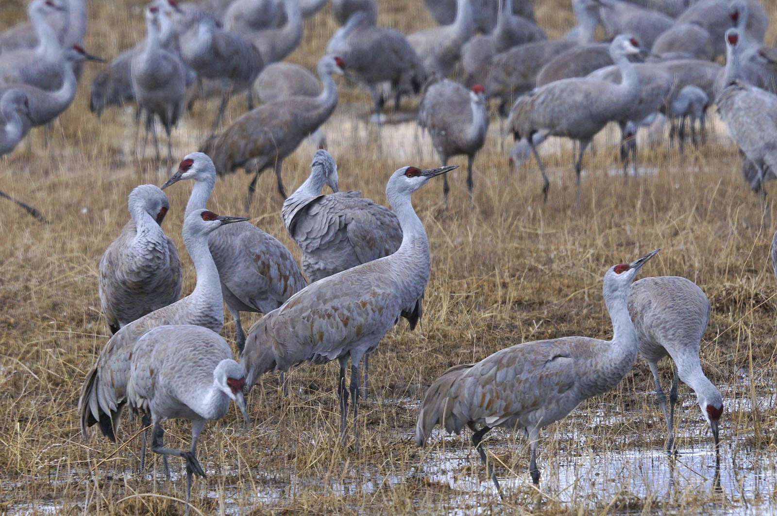 Sandhill cranes: Copyright 2025 Issy Rodriguez