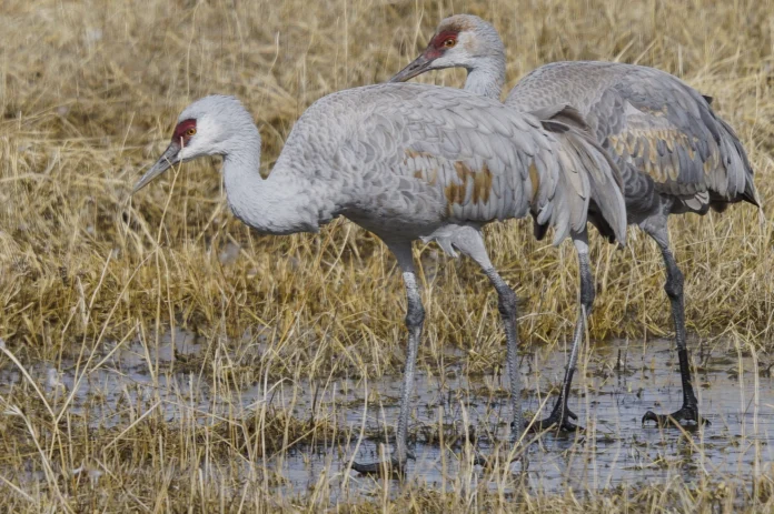 Sandhill cranes: Copyright 2025 Issy Rodriguez
