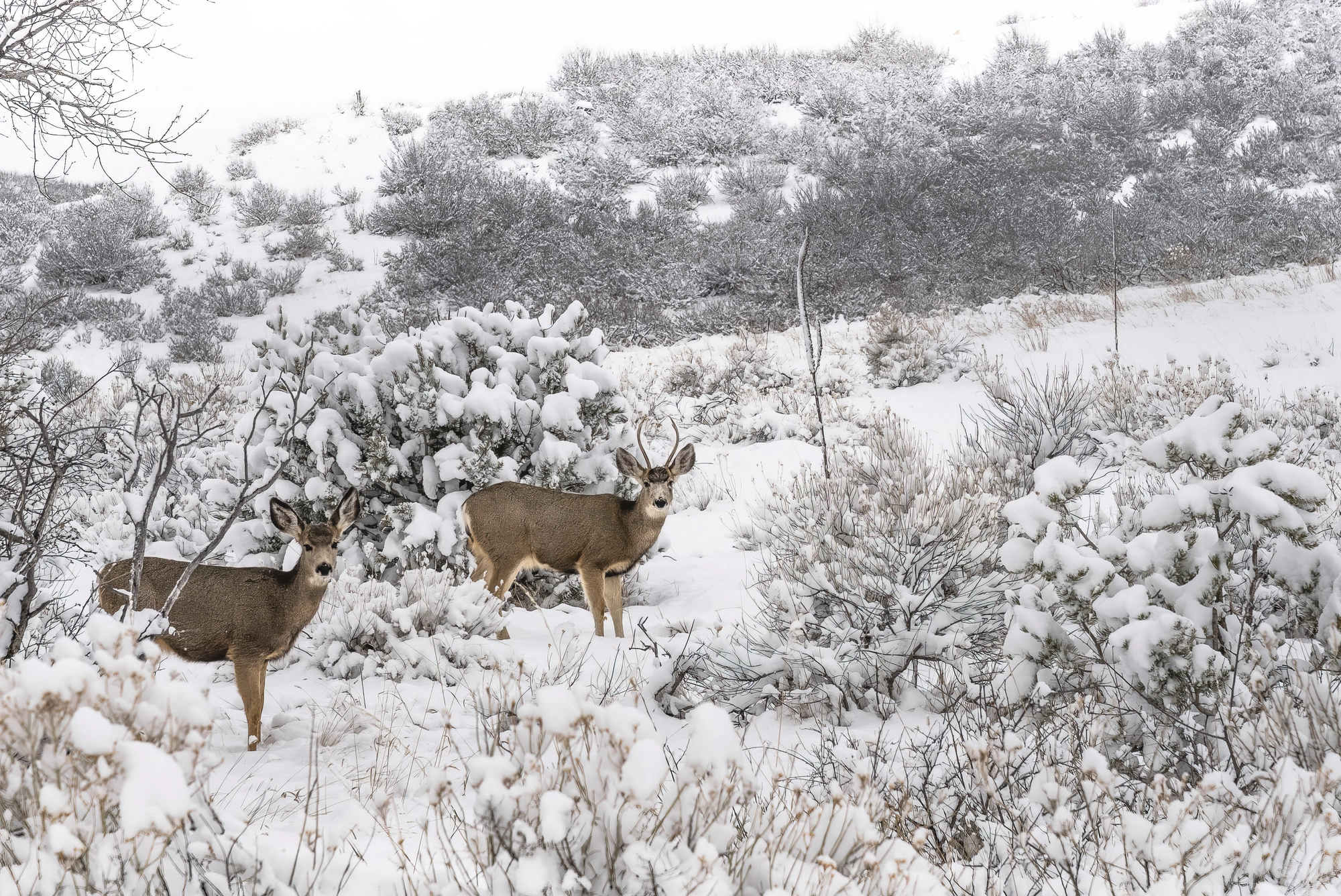 Mule deer Copyright 2018 Hawk Buckman